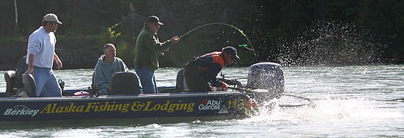 Second Run King Salmon on the Kenai River.