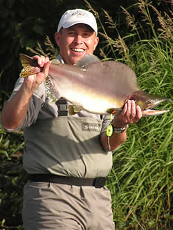 Kenai River Pink Salmon.