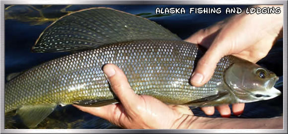 Grayling fishing is available in the interior regions of Alaska.