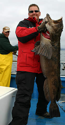 Giant Ling Cod like this are common in the waters of Alaska.