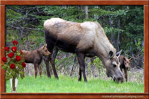 Alaska Moose Lodge