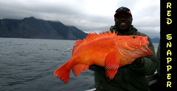 Alaska Fishing Charters Offers the Best Prices and Great Fishing Package  Deals Too