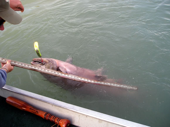 Alaska king salmon from the Kenai river are big and powerful.