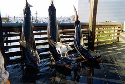 Salmon Shark fishing in Alaska