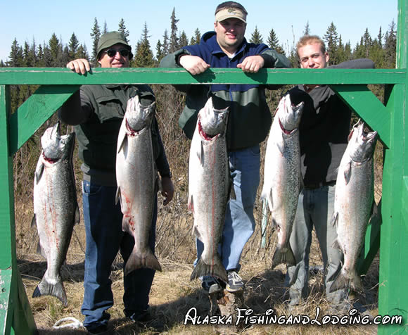 Salt water king salmon from Cook Inlet. Alaska Fishing Charters.