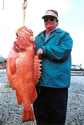 Yelloweye Rockfish also known as Red Snapper